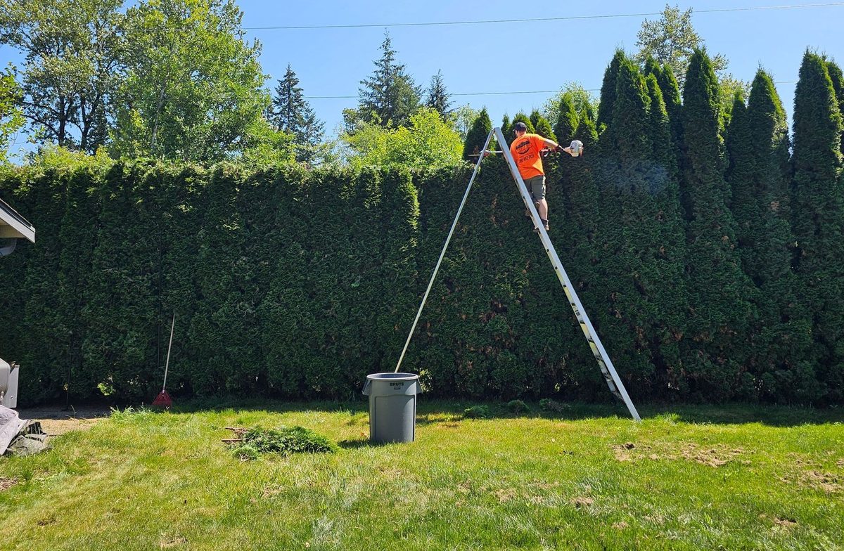 A man on an A frame ladder cutting a very tall arborvitae hedge to a line