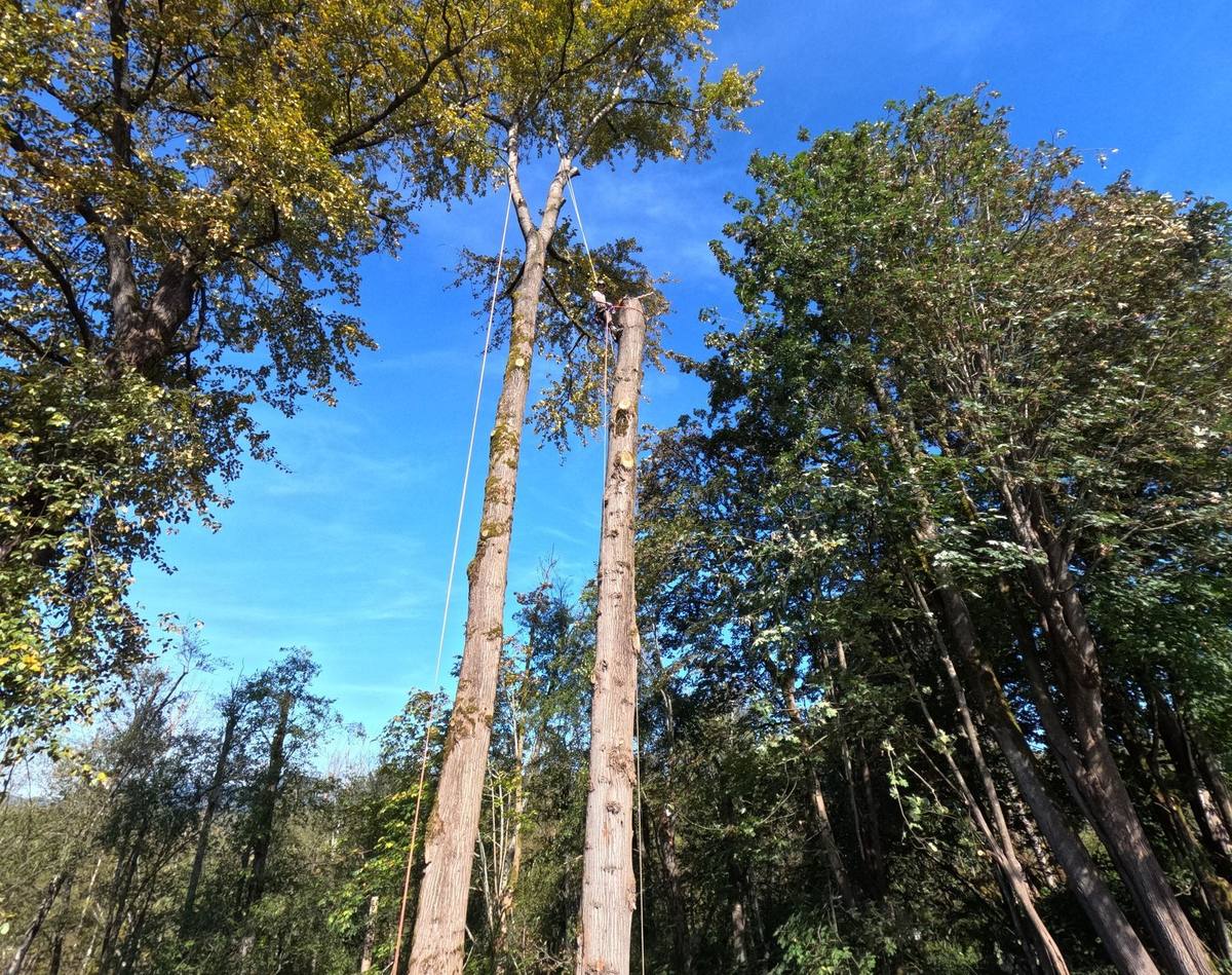 A climber working high in two codominant trunks with autumn canopy overhead