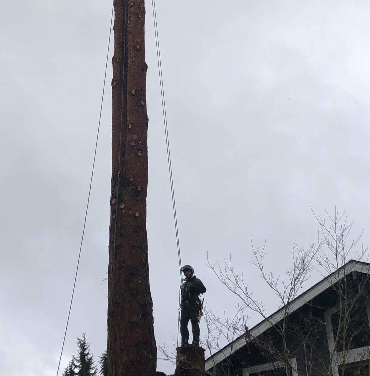 A climber at the very top of a limbed spar standing above a house roofline