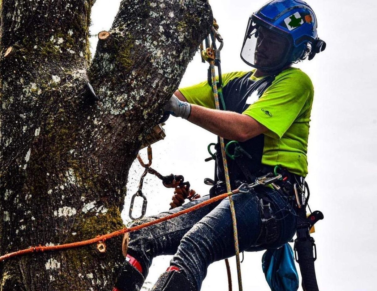 A climber roped in against the trunk, making a cut with the sawdust still in the air