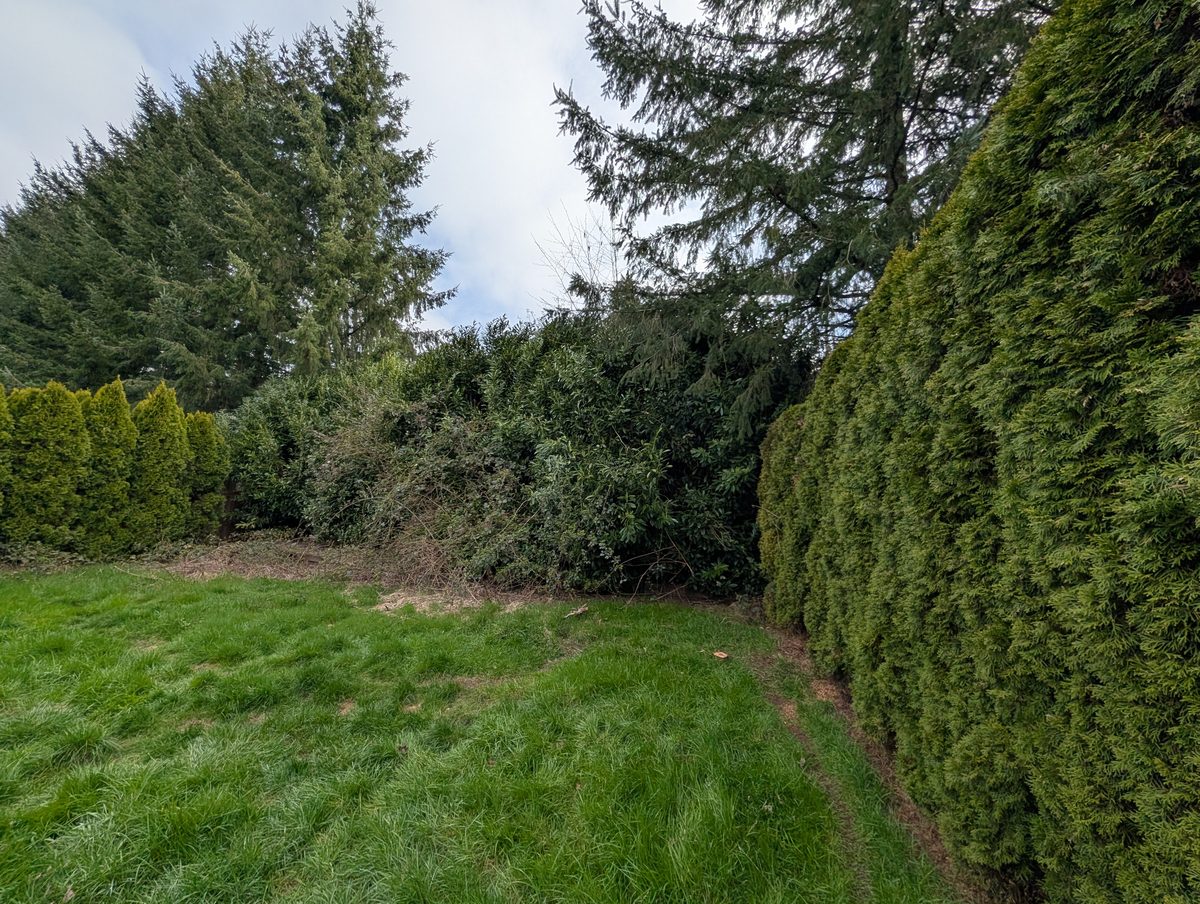A run of arborvitae hedge well over head height before it was cut back