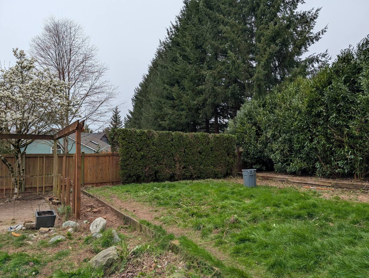 The back yard after the hedge was cut back and the ground was raked clean